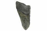 Partial, Fossil Megalodon Tooth - South Carolina #181142-1